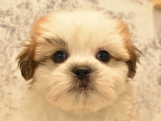 群馬県のハーフ犬 (ペッツワンFC高崎東部店/2024年2月6日生まれ/男の子/ホワイトゴールド)の子犬